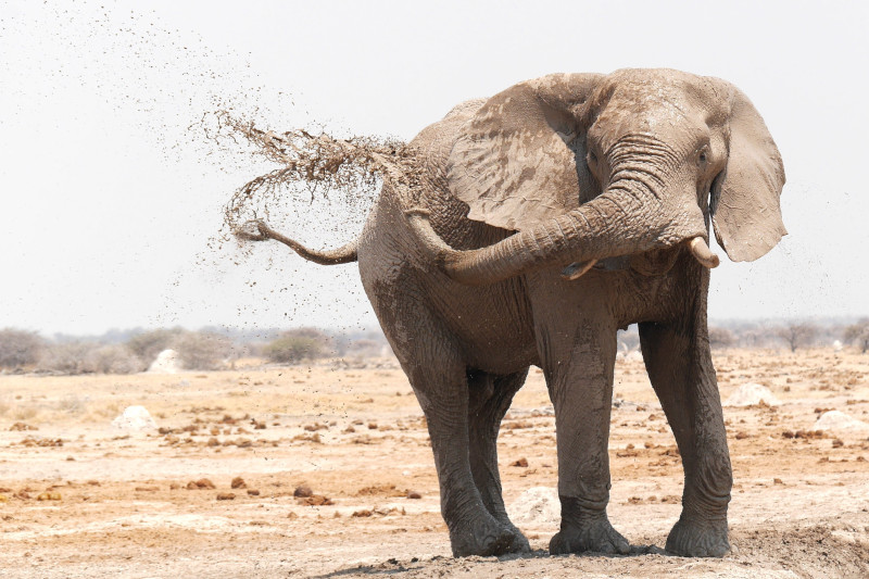 An elephant doing elephant things