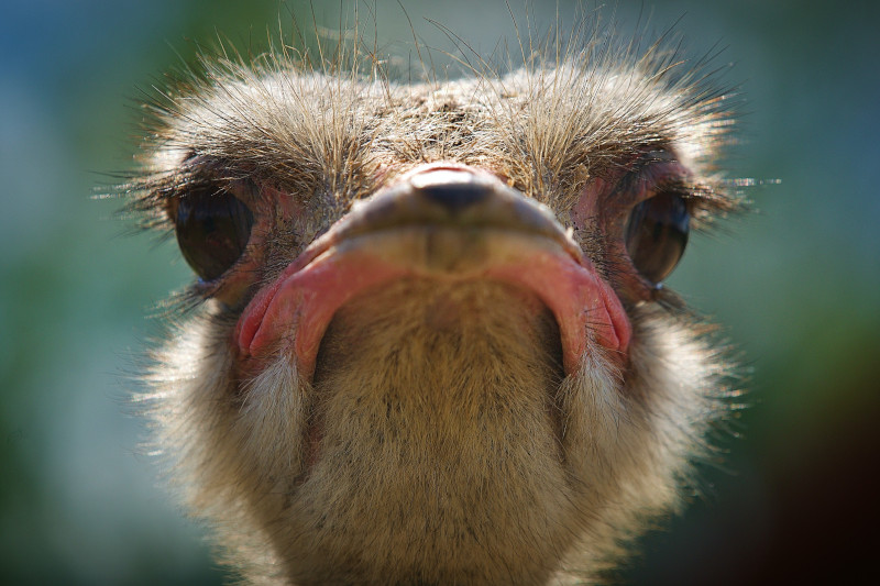 An unhappy ostrich